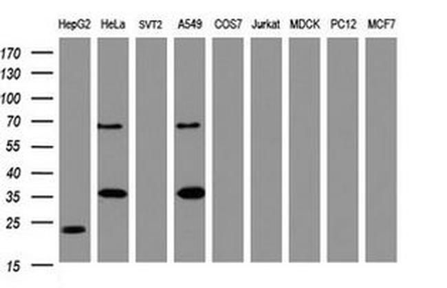 C-Jun Antibody in Western Blot (WB)