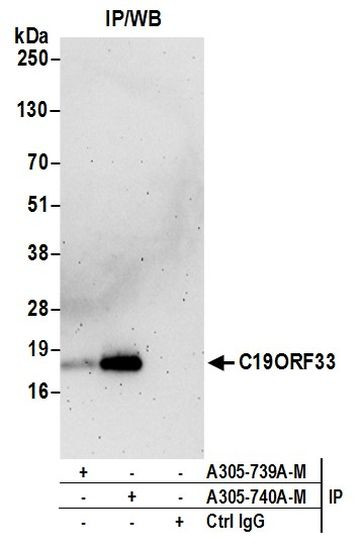 C19ORF33 Antibody in Immunoprecipitation (IP)