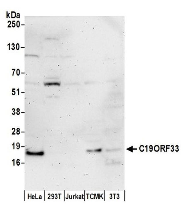 C19ORF33 Antibody in Western Blot (WB)