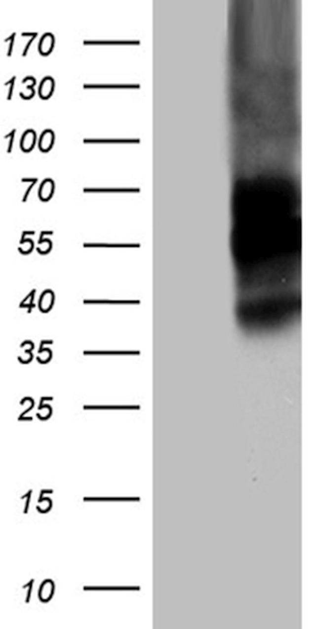 C10orf54 Antibody in Western Blot (WB)