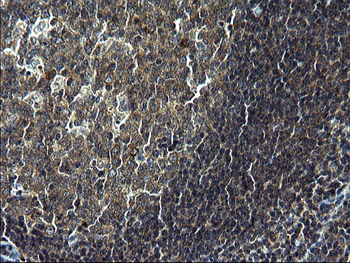 C12orf26 Antibody in Immunohistochemistry (Paraffin) (IHC (P))
