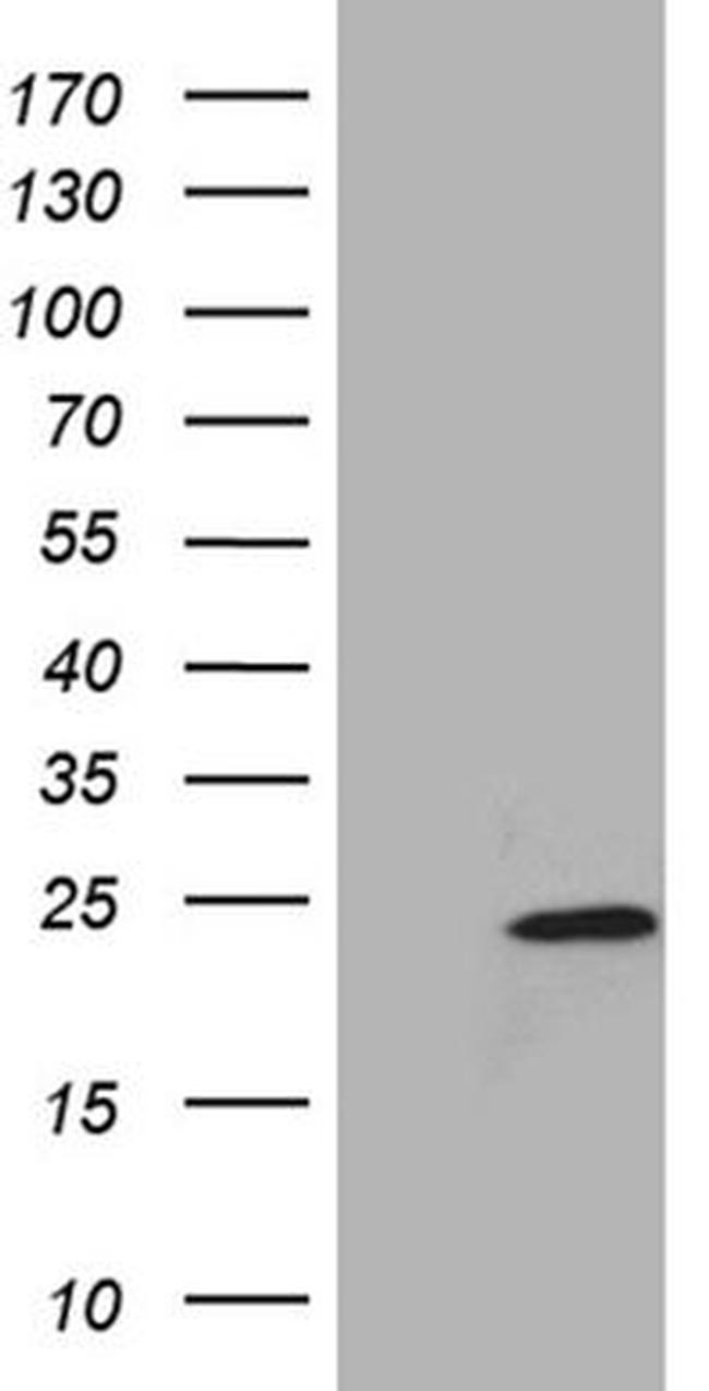 C15orf21 Antibody in Western Blot (WB)