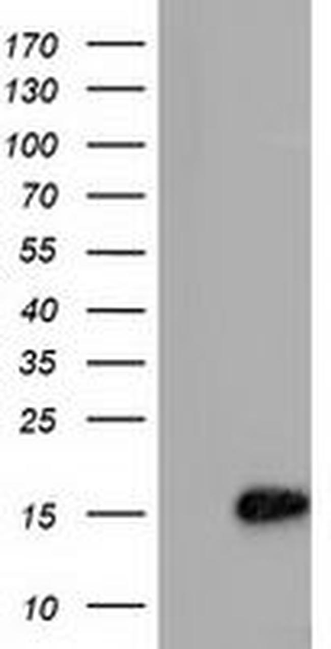 C15orf40 Antibody in Western Blot (WB)