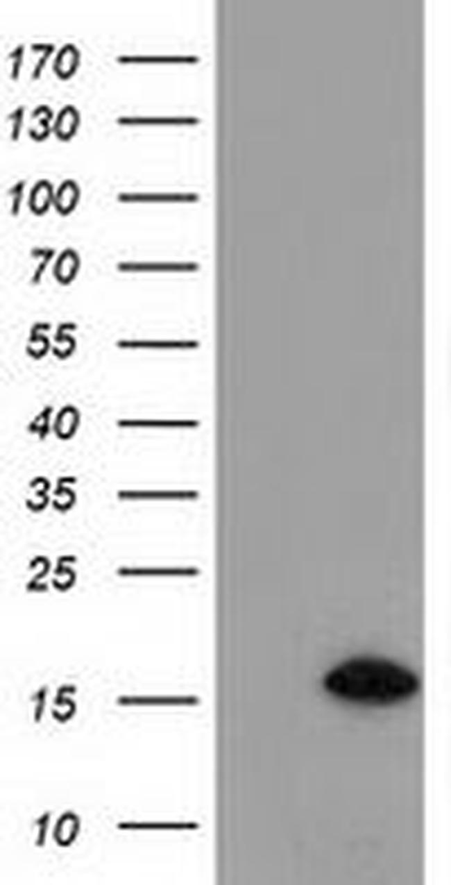C15orf40 Antibody in Western Blot (WB)