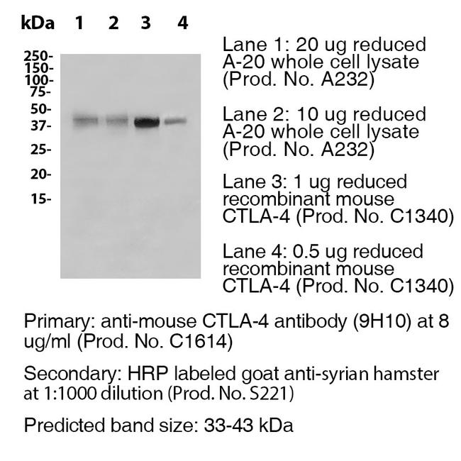 CTLA-4 Antibody in Western Blot (WB)