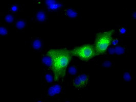 C17orf28 Antibody in Immunocytochemistry (ICC/IF)