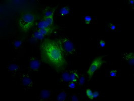 C17orf28 Antibody in Immunocytochemistry (ICC/IF)