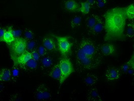C17orf28 Antibody in Immunocytochemistry (ICC/IF)