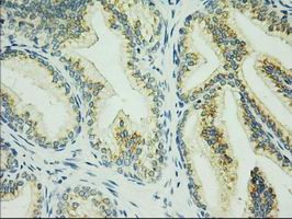 C17orf28 Antibody in Immunohistochemistry (Paraffin) (IHC (P))