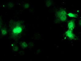 C17orf37 Antibody in Immunocytochemistry (ICC/IF)