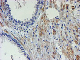 C17orf37 Antibody in Immunohistochemistry (Paraffin) (IHC (P))