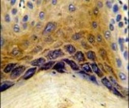 CTRP1 Antibody in Immunohistochemistry (IHC)