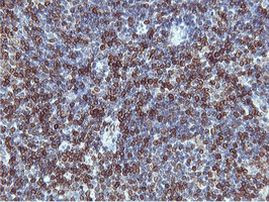 C20orf3 Antibody in Immunohistochemistry (Paraffin) (IHC (P))