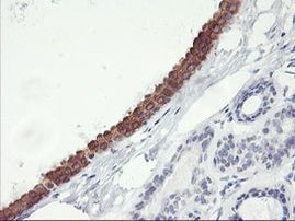 C20orf3 Antibody in Immunohistochemistry (Paraffin) (IHC (P))