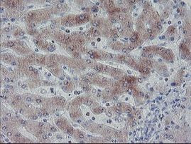 C20orf3 Antibody in Immunohistochemistry (Paraffin) (IHC (P))