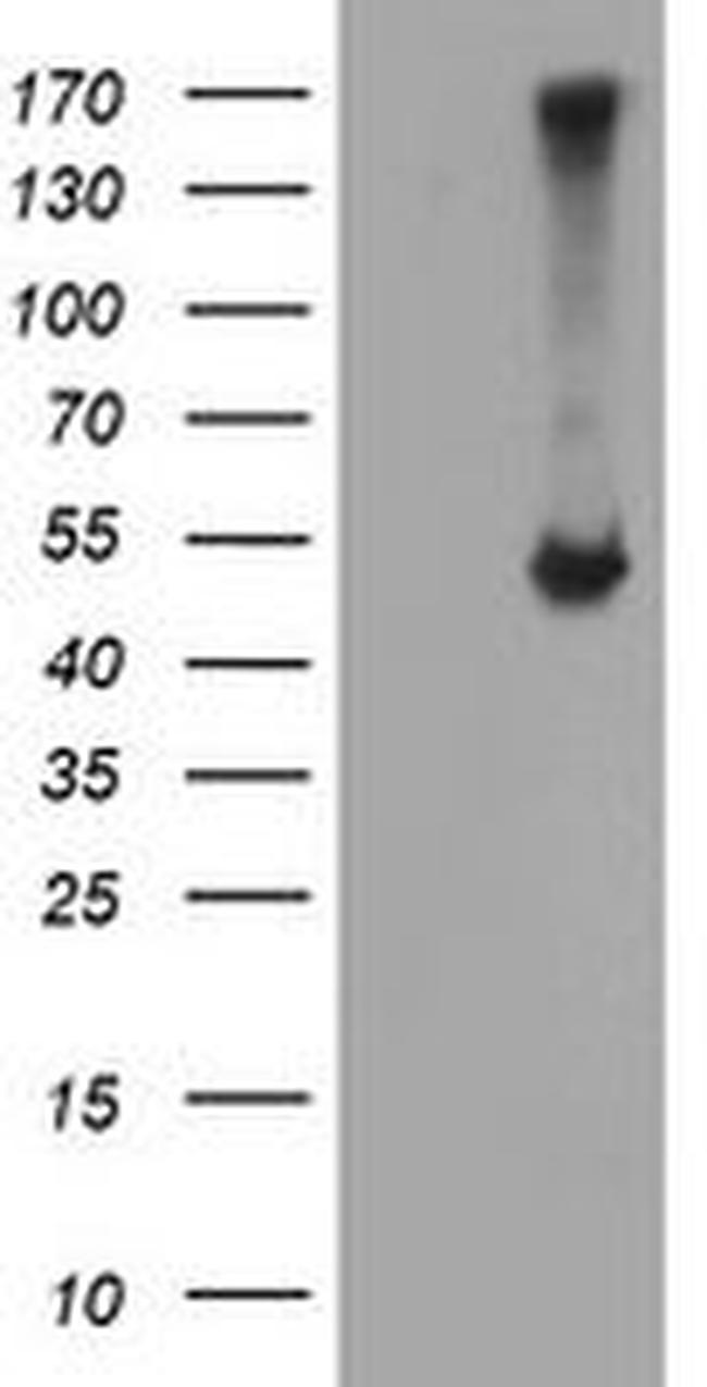 C20orf3 Antibody in Western Blot (WB)