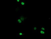 C20orf43 Antibody in Immunocytochemistry (ICC/IF)