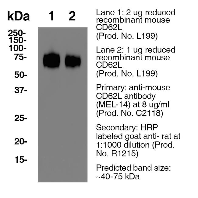 CD62L Antibody in Western Blot (WB)