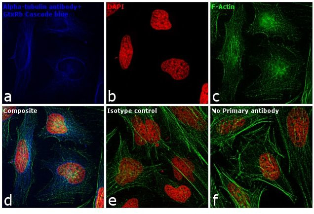 Rabbit IgG (H+L) Cross-Adsorbed Secondary Antibody in Immunocytochemistry (ICC/IF)