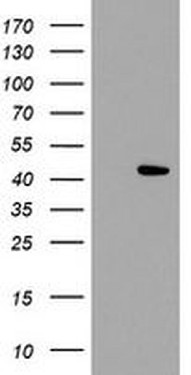 C2orf43 Antibody in Western Blot (WB)
