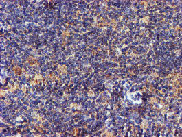 C2orf56 Antibody in Immunohistochemistry (Paraffin) (IHC (P))