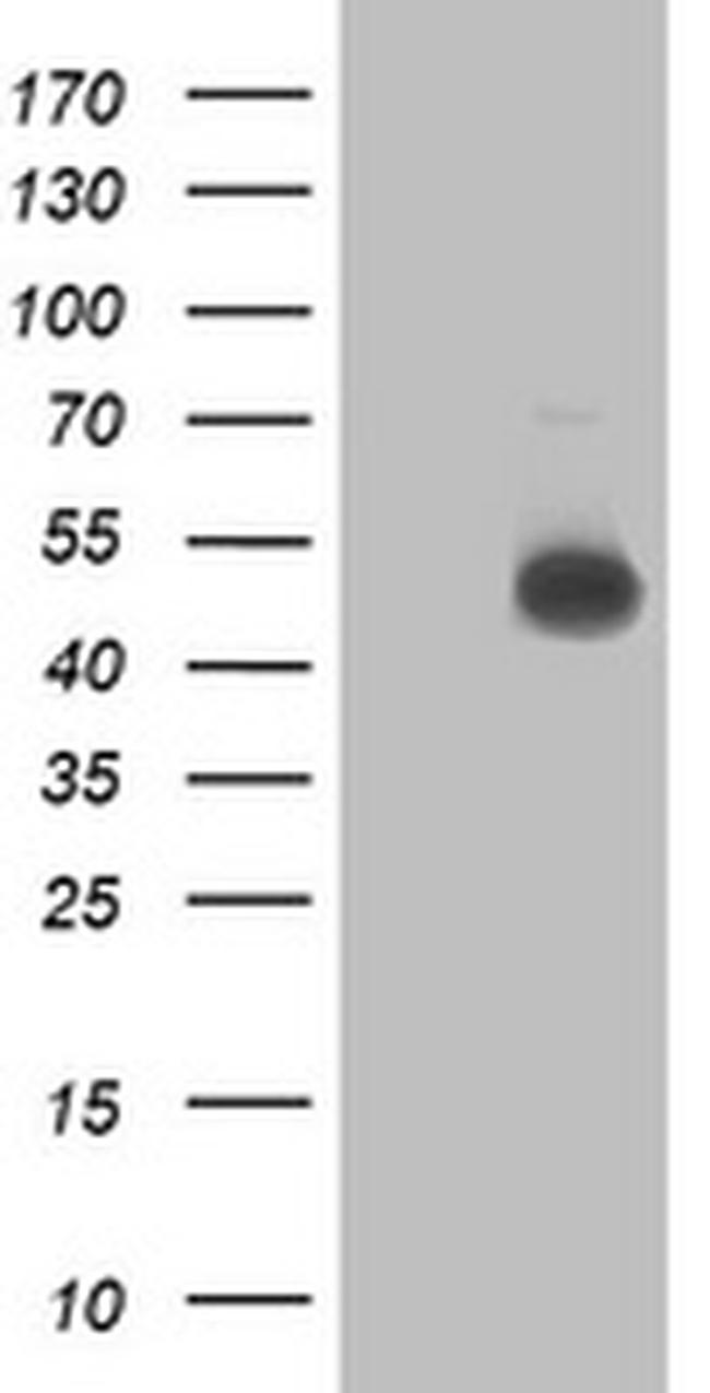 C2orf56 Antibody in Western Blot (WB)