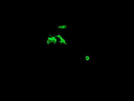 C2orf62 Antibody in Immunocytochemistry (ICC/IF)