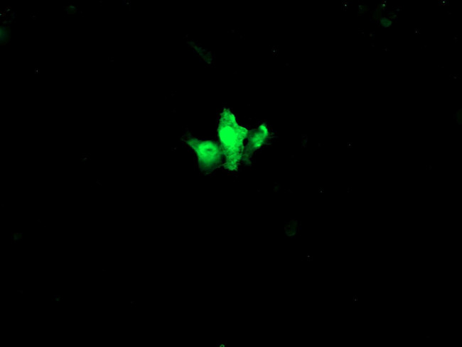 C2orf62 Antibody in Immunocytochemistry (ICC/IF)