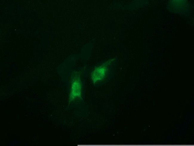 C2orf62 Antibody in Immunocytochemistry (ICC/IF)
