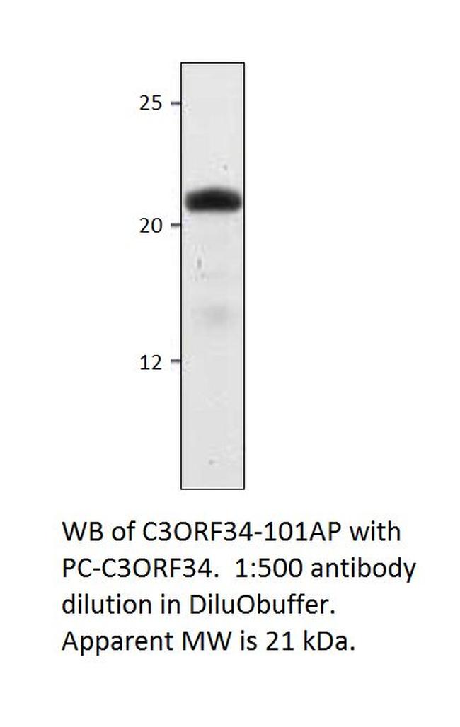 C3Orf34 Antibody in Western Blot (WB)