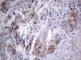 C3orf15 Antibody in Immunohistochemistry (Paraffin) (IHC (P))