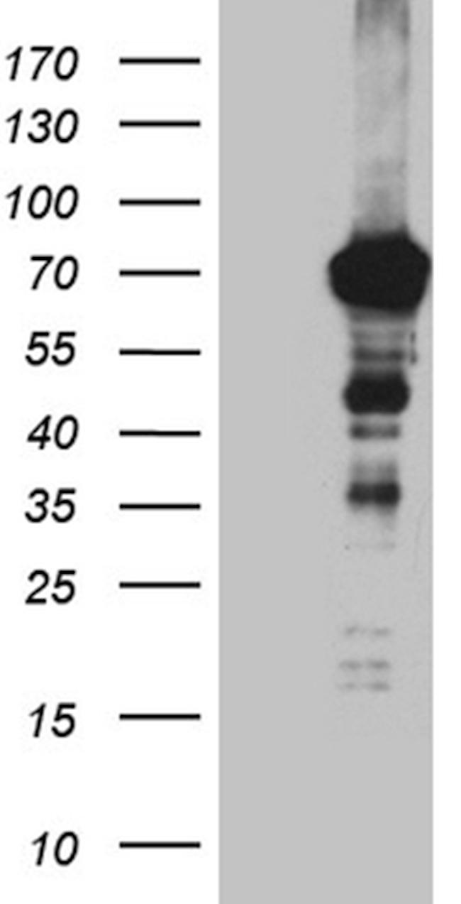 C3orf25 Antibody in Western Blot (WB)