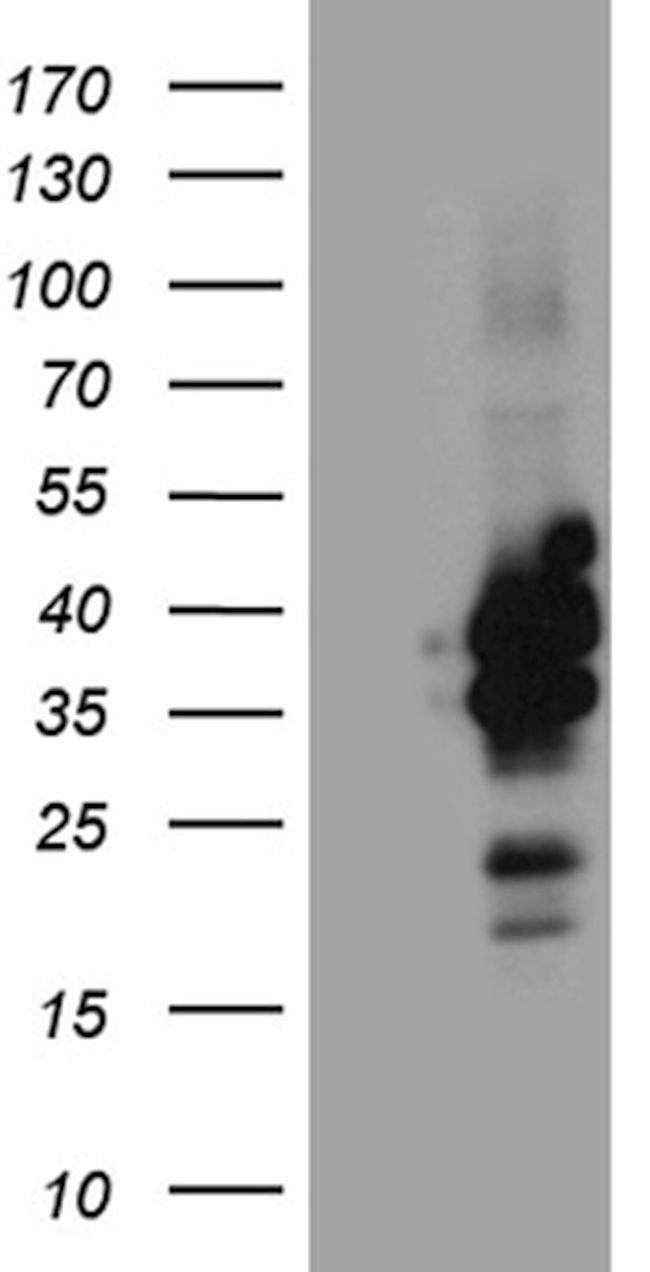 C3orf62 Antibody in Western Blot (WB)