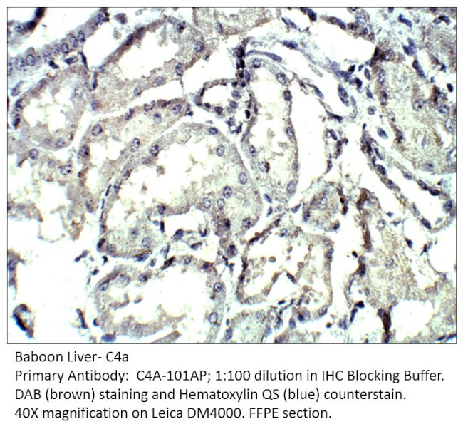C4a Antibody in Immunohistochemistry (IHC)