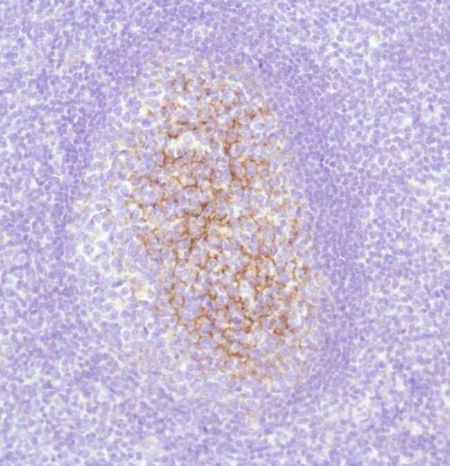 Complement C4d Antibody in Immunohistochemistry (Paraffin) (IHC (P))