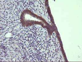 C4orf22 Antibody in Immunohistochemistry (Paraffin) (IHC (P))