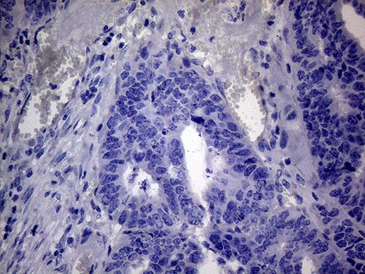 C4orf36 Antibody in Immunohistochemistry (Paraffin) (IHC (P))