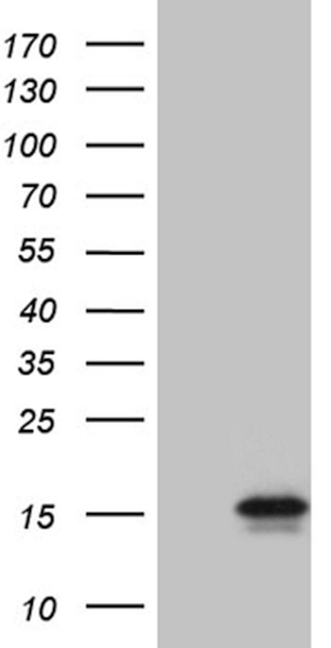 C4orf36 Antibody in Western Blot (WB)
