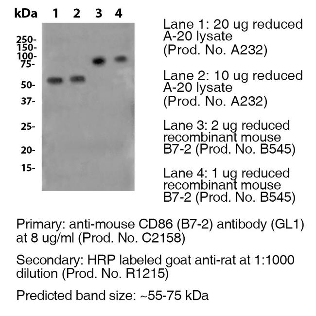 CD86 Antibody in Western Blot (WB)