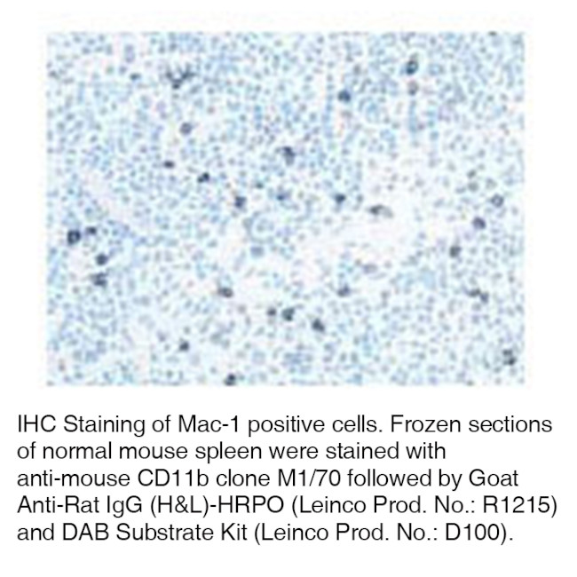 CD11b Antibody in Immunohistochemistry (Frozen) (IHC (F))