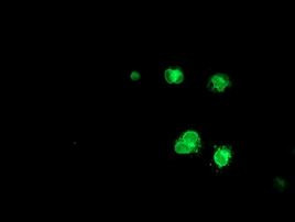 C6orf64 Antibody in Immunocytochemistry (ICC/IF)