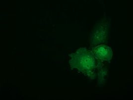 C9orf41 Antibody in Immunocytochemistry (ICC/IF)