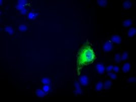 C9orf41 Antibody in Immunocytochemistry (ICC/IF)