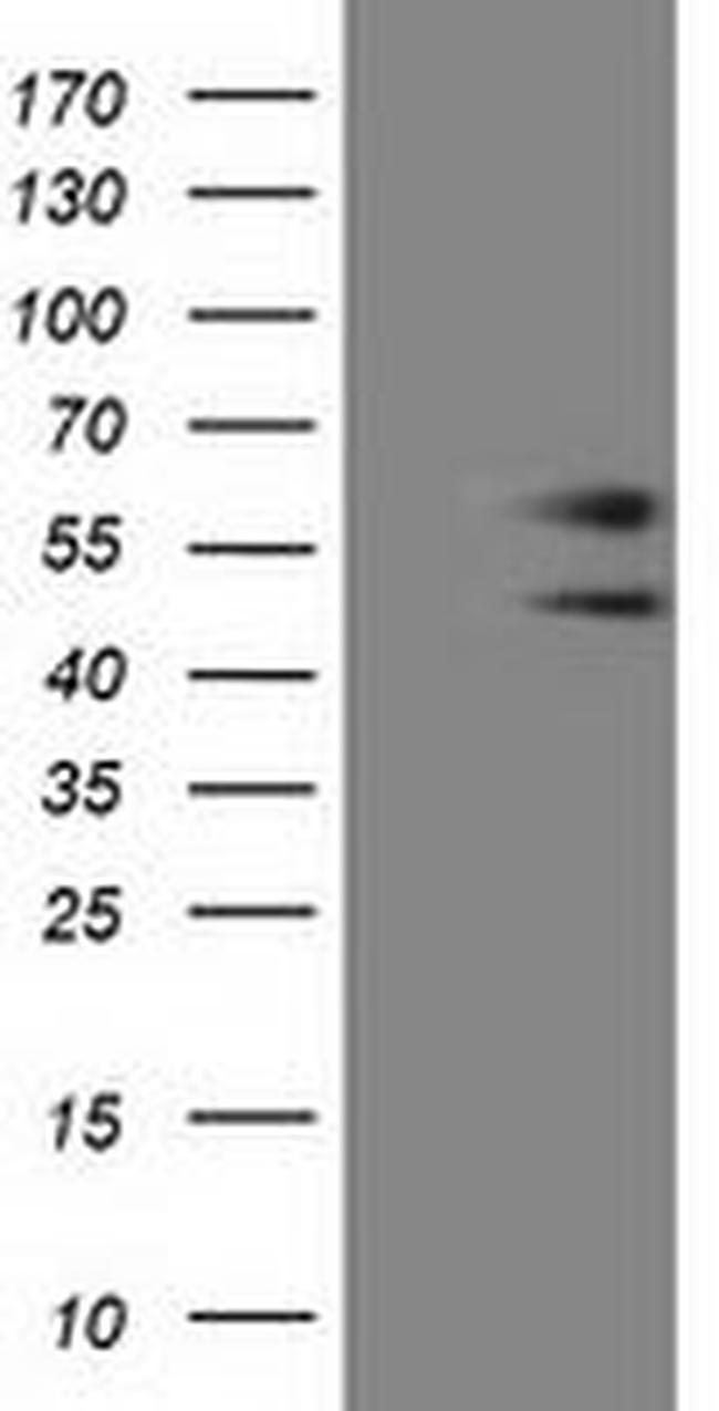 C9orf41 Antibody in Western Blot (WB)