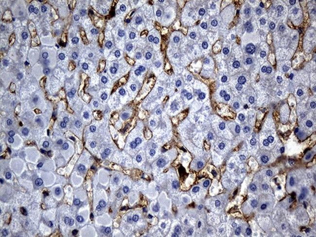 C9orf43 Antibody in Immunohistochemistry (Paraffin) (IHC (P))