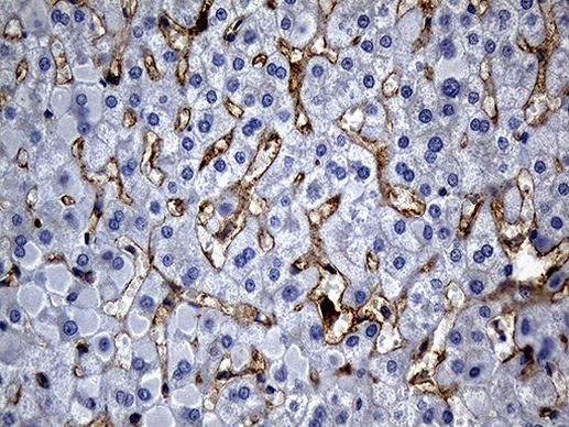C9orf43 Antibody in Immunohistochemistry (Paraffin) (IHC (P))
