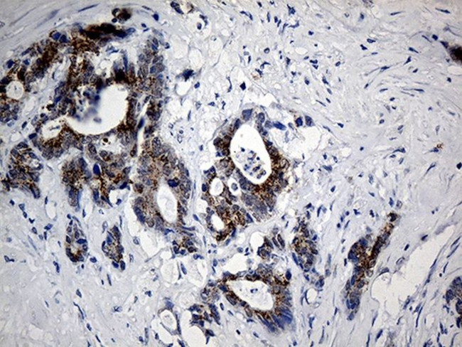 C9orf43 Antibody in Immunohistochemistry (Paraffin) (IHC (P))