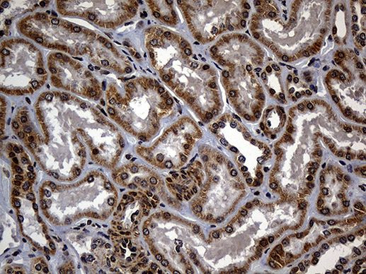C9orf89 Antibody in Immunohistochemistry (Paraffin) (IHC (P))