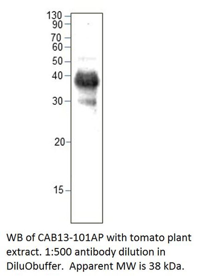 CAB13 Antibody in Western Blot (WB)