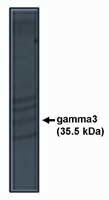 CACNG3 Antibody in Western Blot (WB)